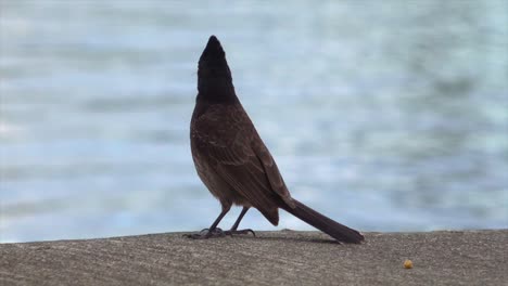 red vented bulbul by a river in hawaii