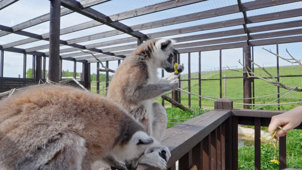 Three ring-tailed lemurs (Lemur catta) interact with a visitor's hand offering fresh flowers inside an open-air zoo enclosure, captured in real time under sunny daylight, wide composition