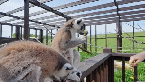 three ring-tailed lemurs (lemur catta) interact with a visitor's hand offering fresh flowers inside an open-air zoo enclosure, captured in real time under sunny daylight, wide composition