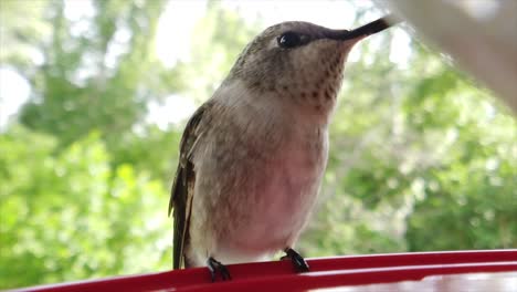 the best close up of a tiny fat humming bird with brown feathers sitting at a bird feeder in slow motion and taking drinks and spreading its wings