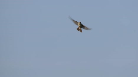 Common-kestrel-bird-flying-against-blue-sky,-hunting-preys,-tracking-shot