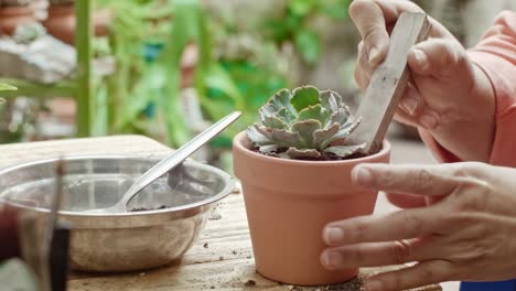 succulent plants on a garden being cared by a mature woman's hands