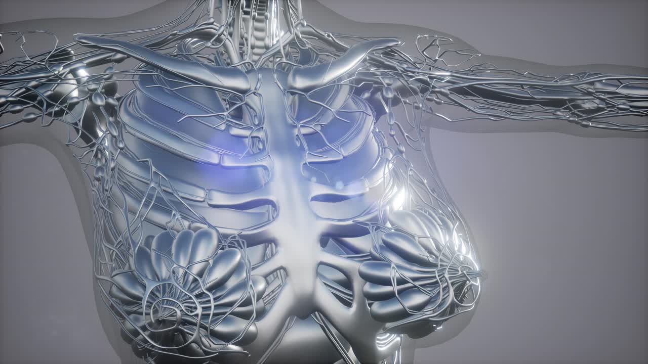 인간 골격  ⁇ 의 방사선 스캔