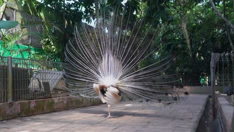 beautiful cross breed blue and white indian peafowl, pavo cristatus wiggling and flaunting its tail, displaying beautiful feathers to attract mate at bird sanctuary wildlife park