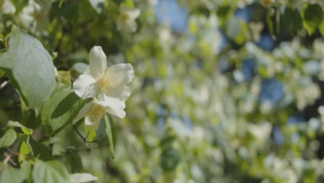 White-flower-in-a-park-on-a-sunny-day