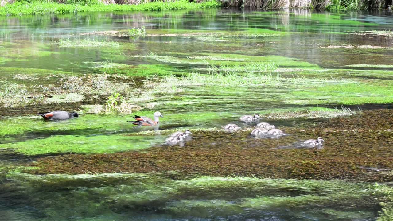 toda la familia de patos se alimenta de las exuberantes y fértiles plantas acuáticas que crecen dentro del agua cristalina del río en nueva zelanda