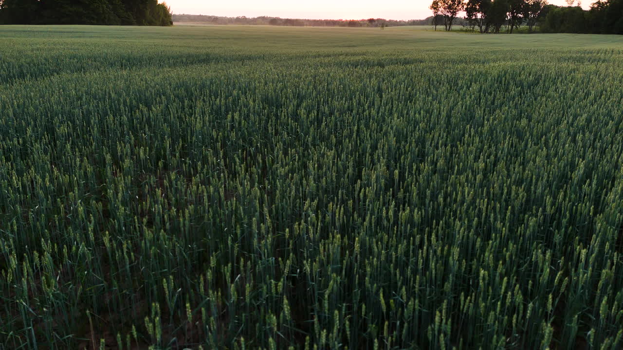 New Wheat Field Of Barley With Greenery Fields At Sunset. Aerial Drone Shot