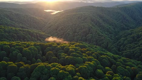 sunrise over a dense mountain forest