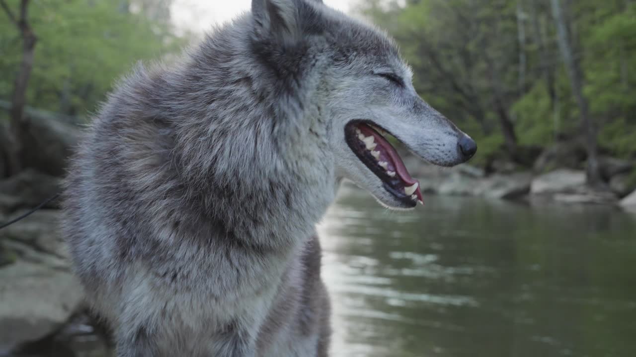 A grey wolf stands alert at the river’s edge, mouth open in mid-pant, surrounded by spring forest and flowing water.