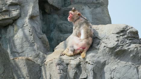 a red face monkey sitting and lying awkwardly on a big rock at seoul grand park zoo in gwacheon-si, gyeonggi province, korea