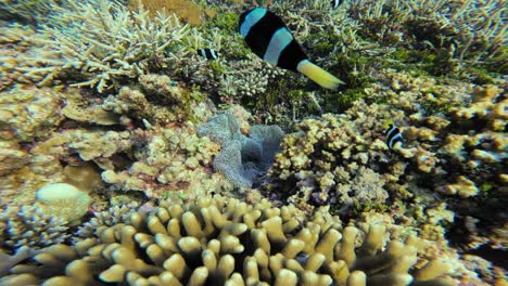 a family of black and white clark's anemonefish swims among the sea anemone