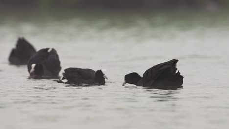pájaros negros nadando en el agua