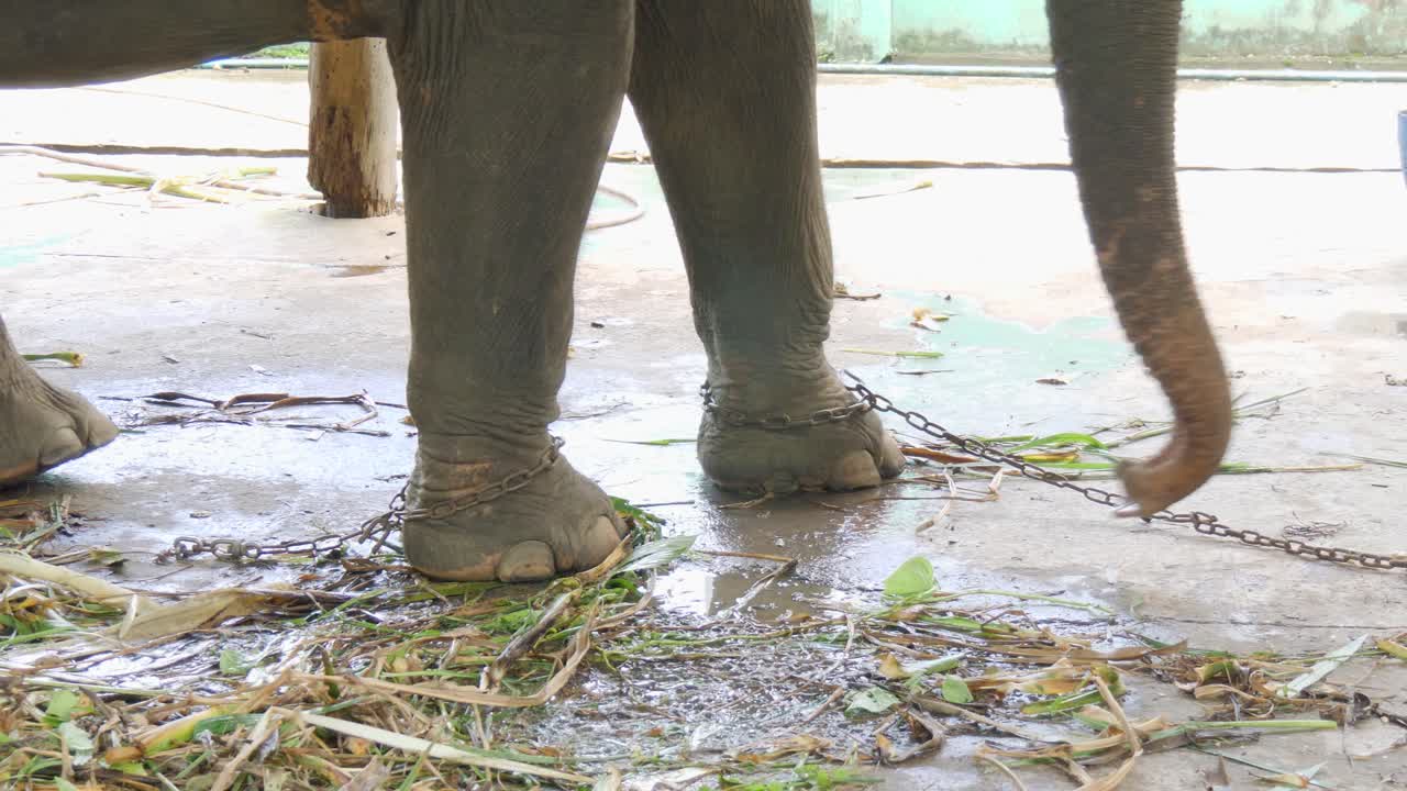 Chained elephants used for tourist rides, showing animal cruelty and suffering. Shot at a tourist attraction in Thailand, highlighting abuse and unethical treatment in the tourism industry