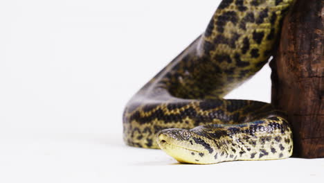 espacio negativo de anaconda amarillo en fondo blanco