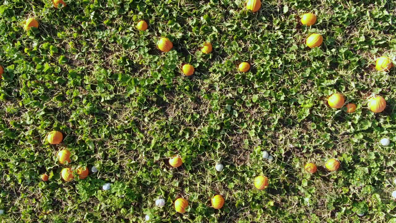 수확 준비가 된 잘 익은 호박과 잭 오 랜턴 조각을 드러내는 공중 하강 샷