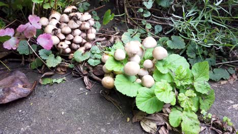 after heavy rainfall two clumps of fungi are growing through a crack in a driveway