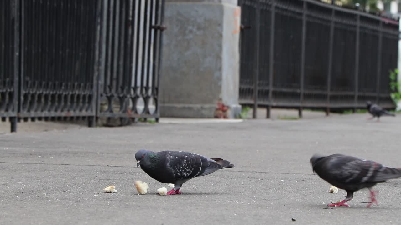 Pigeons And Little Bird Eating Bread Bits In Street
