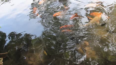 Bunte-Koi-fische-Im-See-Mit-Reflexionen-Von-Baumschatten