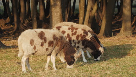 spotted sheep grazing in a wooded pasture