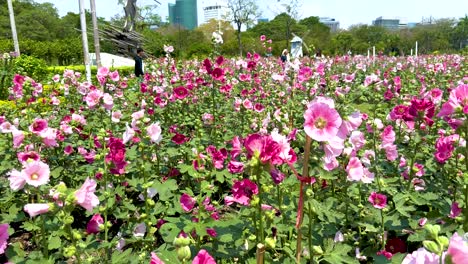 A colorful display of blooming hollyhocks under bright daylight in Jatujak Park, Bangkok. The camera captures the lush floral landscape
