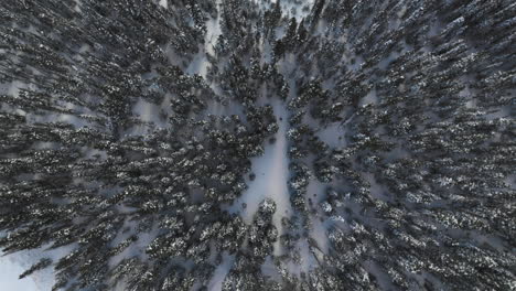 toma aérea de arriba hacia abajo de árboles cubiertos de nieve en las montañas rocosas de colorado
