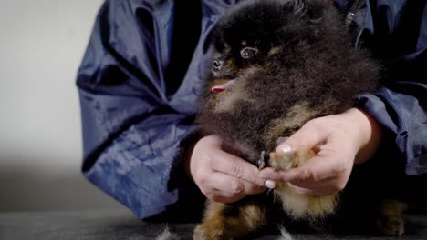 close up shot of a female groomer carefully cutting fur on dog's paws