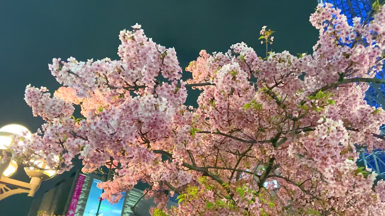 Cherry blossoms and Tokyo Skytree illuminated against a night sky, showcasing vibrant colors and serene urban beauty