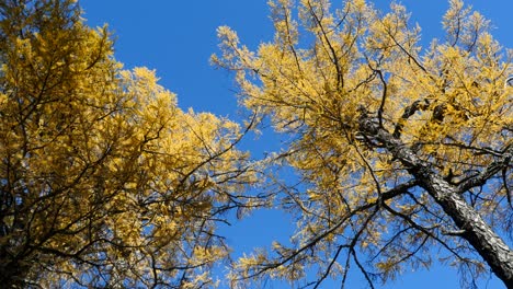 yellowed larch against blue sky seamless loop