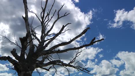 un árbol muerto tiene una silueta contra un cielo azul brillante lleno de nubes