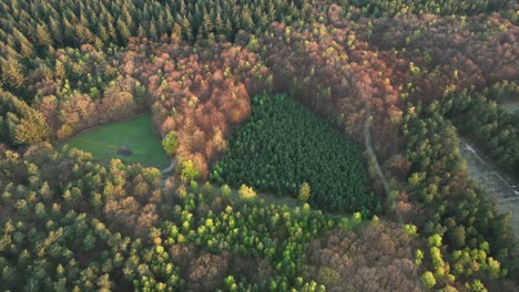 Veluwe-reforestation-after-death-of-trees-due-to-climate-change,-drone