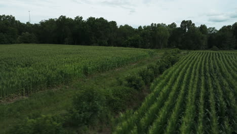 Ländliche-Landschaft,-Maisanbaufeld,-Luftüberführung,-Schiebeaufnahme,-Tag,-Missouri