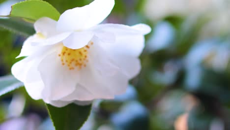 white camellia flower gently swaying in breeze