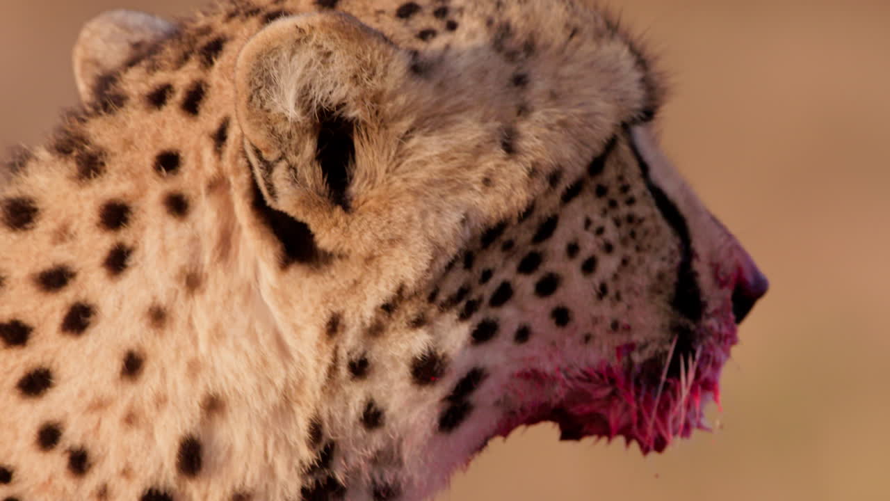 Close up shot of a lone-eyed cheetah's face bloodied muzzle