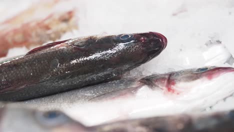exhibición de pescado fresco en un mercado
