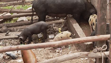 pigs drinking from dirty trough cusco peru