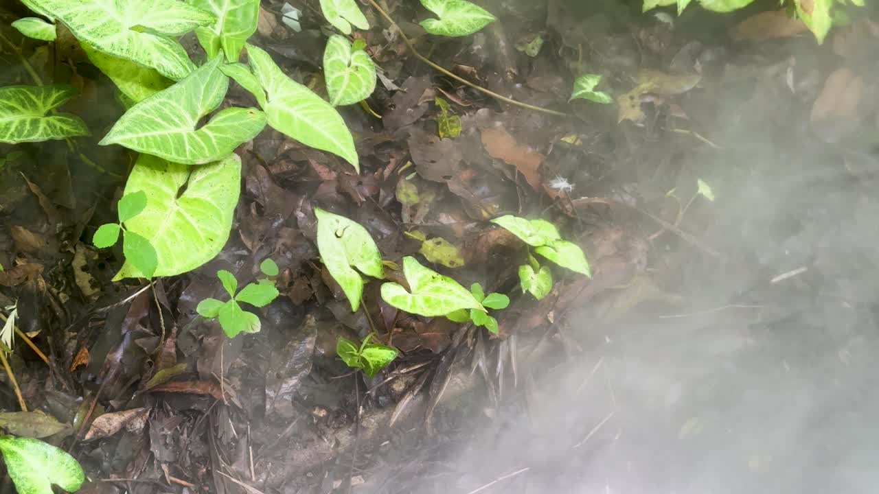 Dense smoke moves across green arrowhead plants and moist soil, natural daylight, static camera