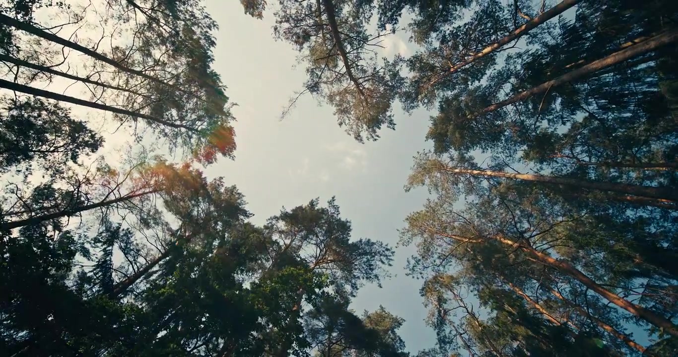 Upward view of tall pine trees gently swaying in a light breeze beneath a bright sky. Wide angle perspective captures the peaceful forest canopy and tranquil woodland atmosphere.