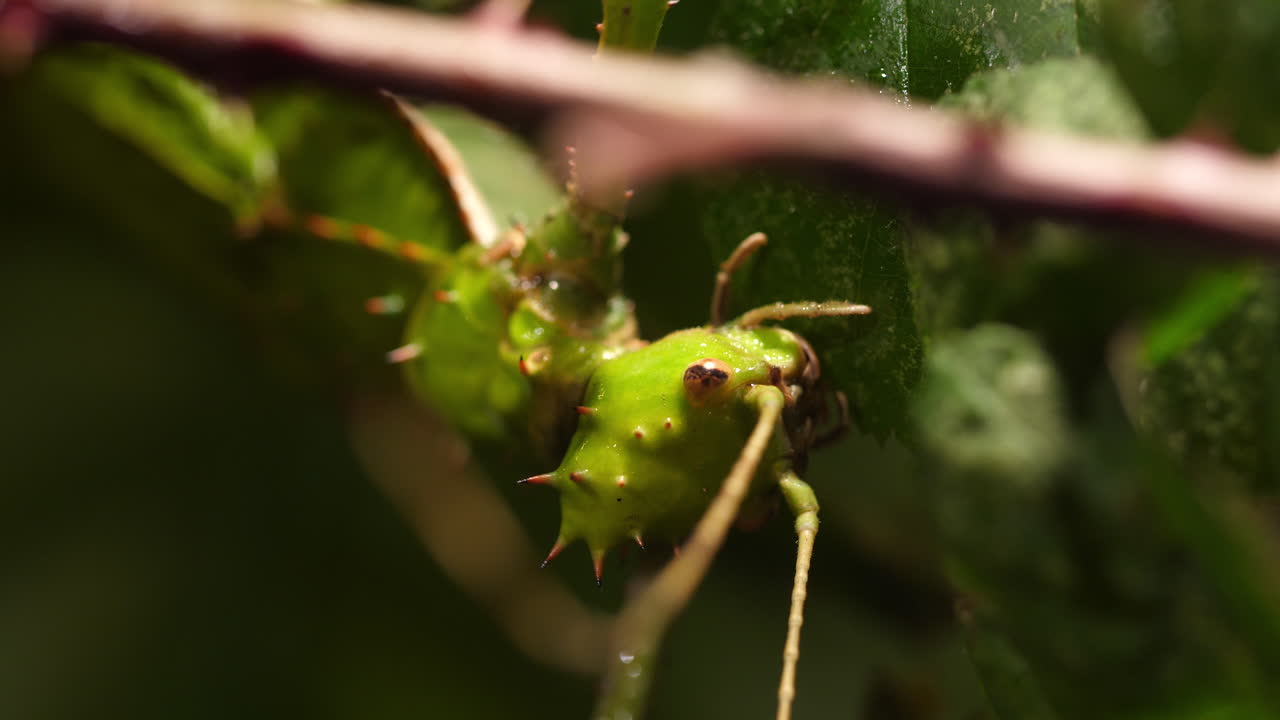 Macro shot of Malayan Jungle Nymph (Heteropteryx dilatata) walking through a tropical bush. Stunning close-up of this rainforest insect. Ideal for wildlife, nature, and macro stock footage.