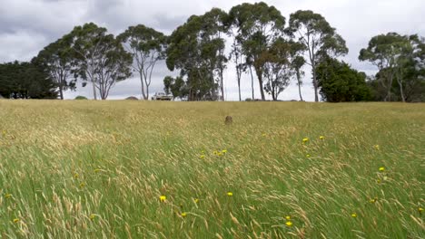 Eine-Zeitlupenaufnahme-Eines-Kelpie-Schäferhundes,-Der-Auf-Einem-Bauernhof-Durch-Hohes-Gras-Springt