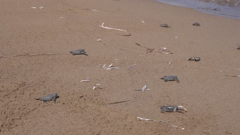 Babygrüne-Schildkröten-Huschen-über-Den-Sandstrand,-Um-Zum-Ersten-Mal-Ins-Wasser-Zu-Gehen