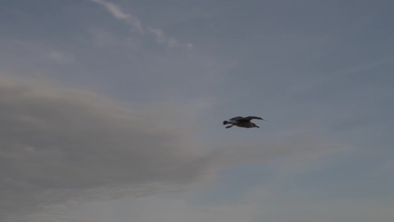 Vliegende meeuw in slow motion.