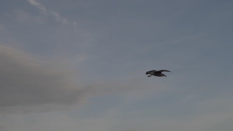 Slow-motion-flying-seagull