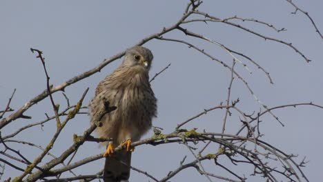 little hawk or falcon on a tree branch