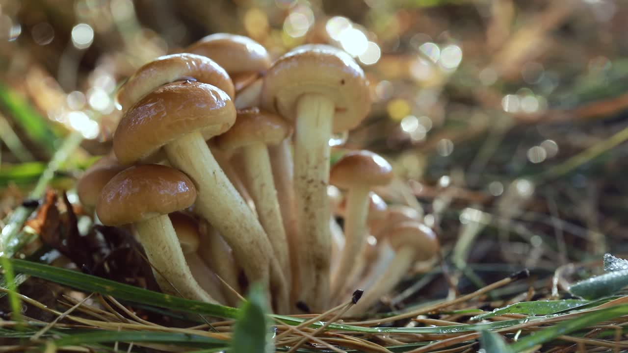 hongos armillaria de agarico de miel en un bosque soleado bajo la lluvia.