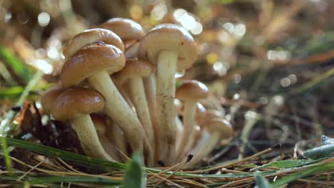 armillaria mushrooms of honey agaric in a sunny forest in the rain.