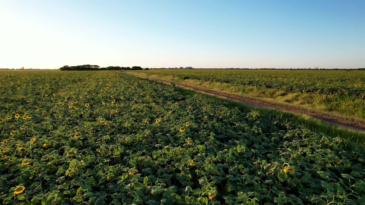 Movimiento de cámara frontal a baja altitud siguiendo un camino de tierra rural entre cultivos industriales de girasol al atardecer en la fértil región agroindustrial exportadora argentina.