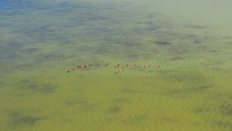 flamencos rosados volando sobre aguas verdes en la laguna de oviedo, república dominicana