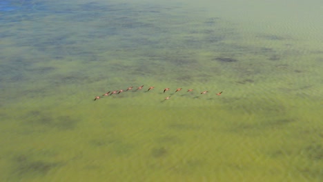 pink flamingos flying over green waters in oviedo lagoon, dominican republic