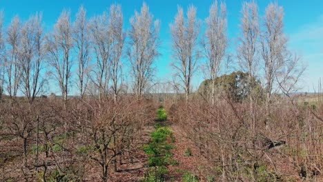 Low-aerial-dolly-movement-flying-between-dry-orchards-in-the-winter