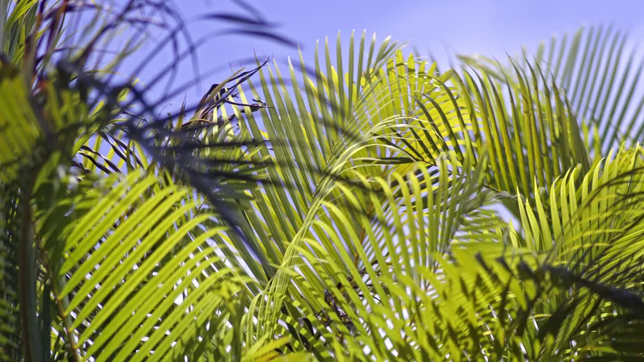 Green yellow palm leaves close up blowing in the wind, sunny blue sky background